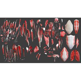 3D Full Female Anatomy Rigged